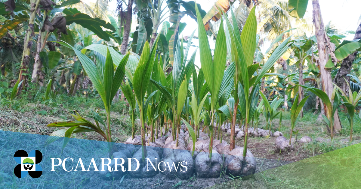 DOST-PCAARRD, VSU to assist sustainable production of verified hybrid coconut seedlings in Eastern Visayas